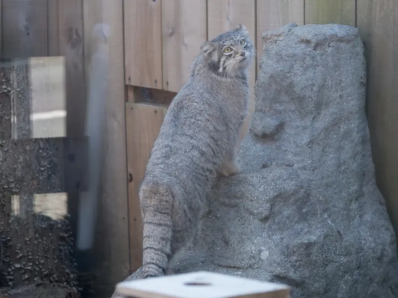 Фотография Ото в Детском зоопарке Сайтама