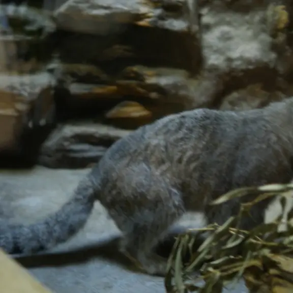 Фотография с манулом в Зоопарке Уено