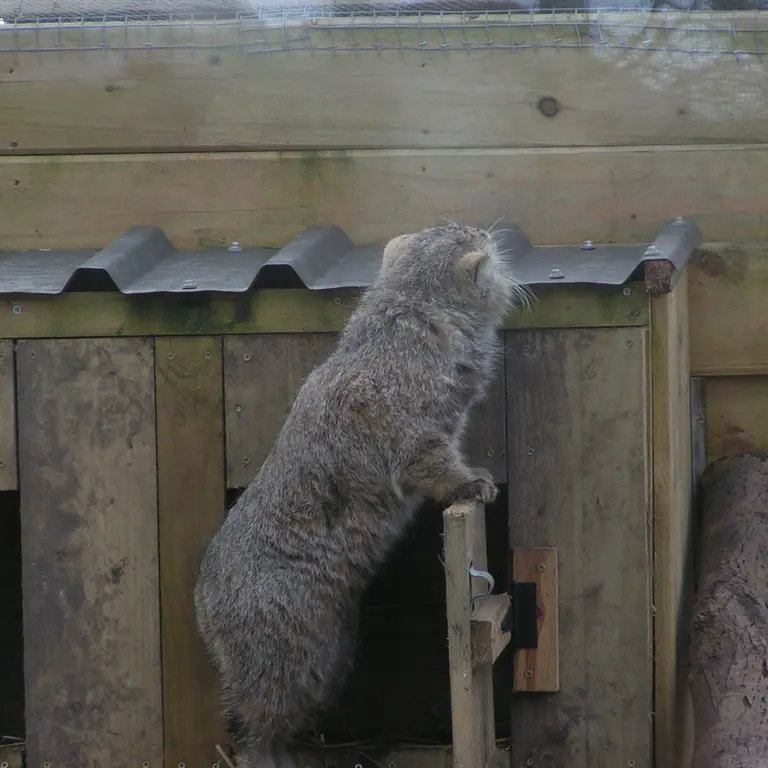 Фотография Алтая в Лэйклэнде Вайлдлайф Оазисе