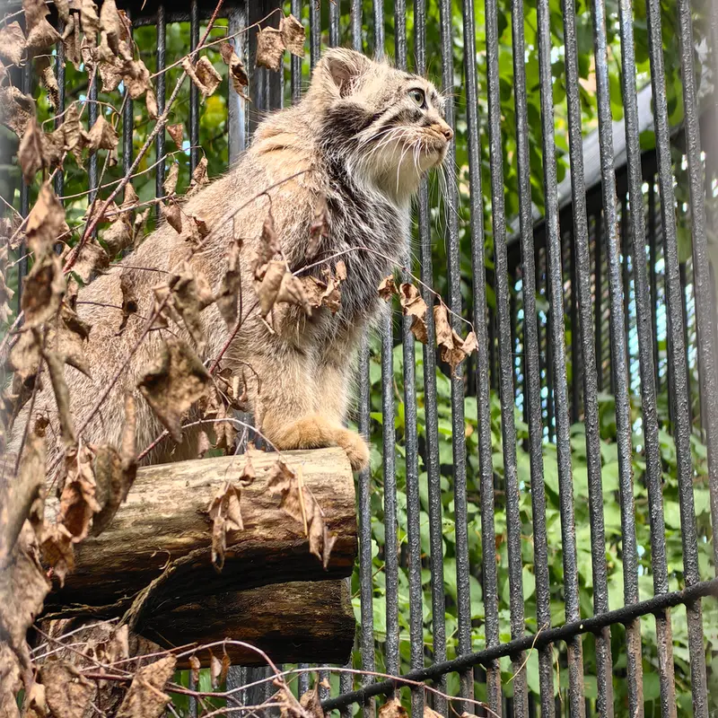 Фотография Лолошки 2024 Г.р. Ⅳ в Новосибирском Зоопарке
