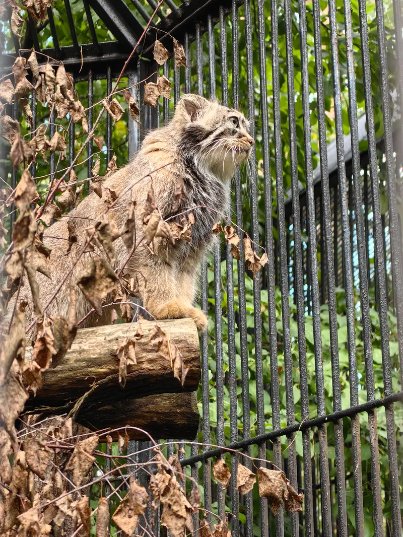 Фотография Лолошки 2024 Г.р. Ⅳ в Новосибирском Зоопарке