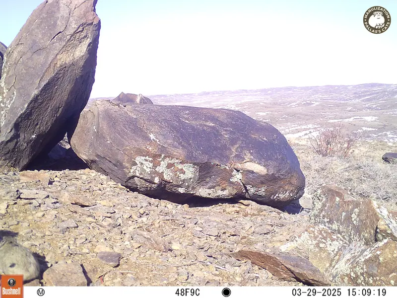 Фотография Казахскаи Пищухи с фотоловушки Кошкар
