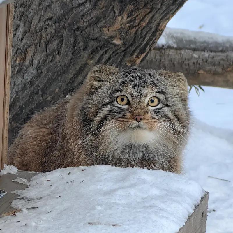 Фотография Сына Снежинки 2025 г.р. Ⅲ в Новосибирском Зоопарке