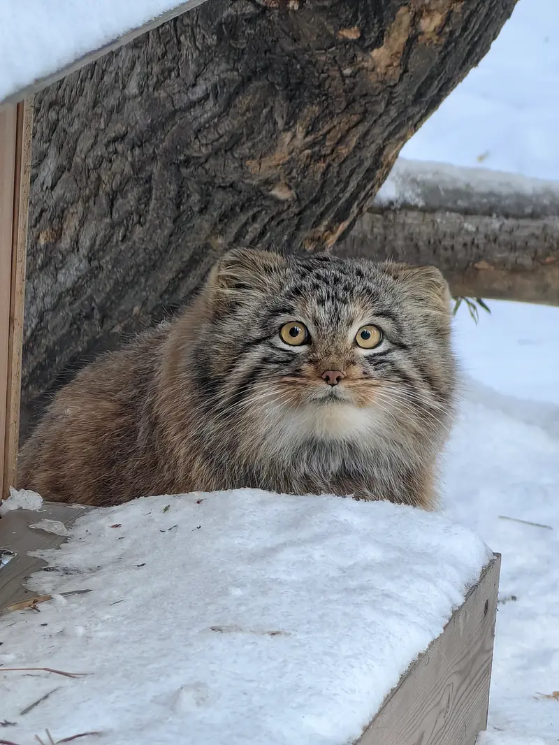 Фотография Сына Снежинки 2025 г.р. Ⅲ в Новосибирском Зоопарке