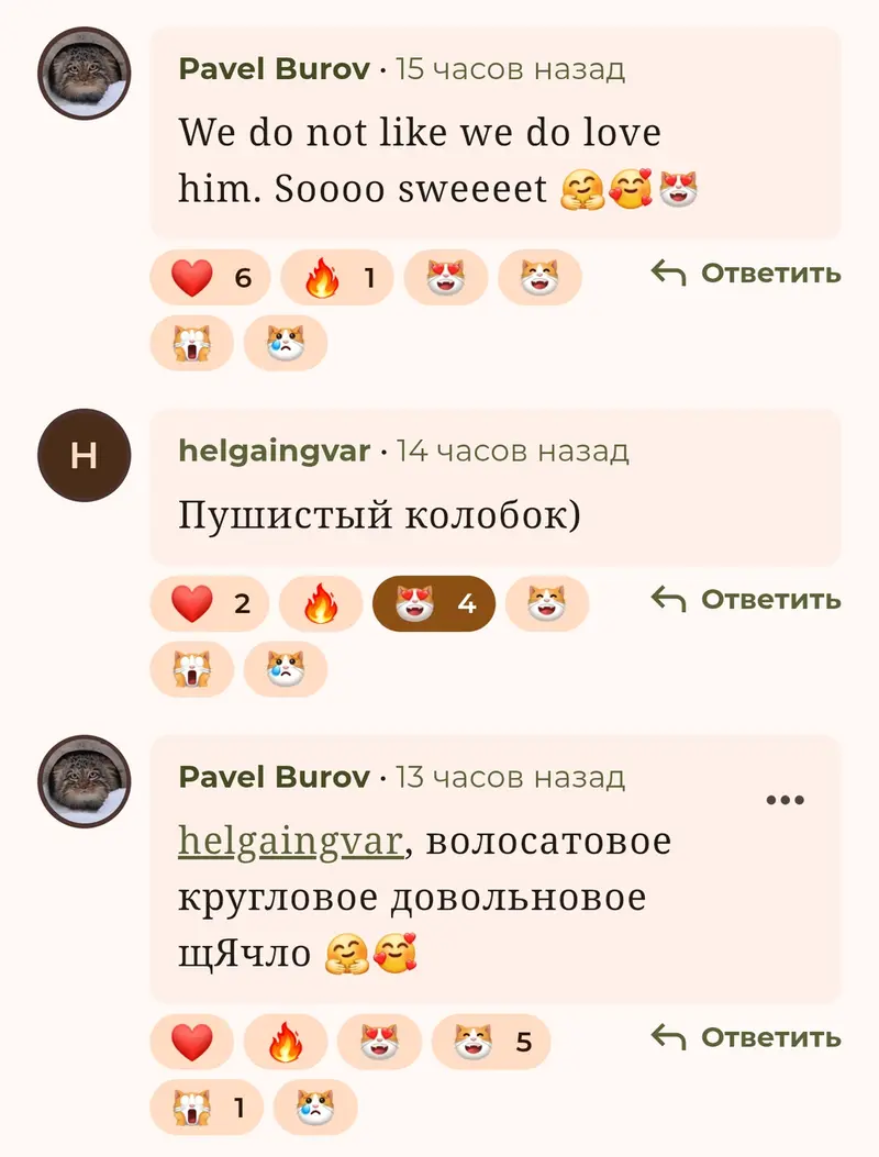 Фотография с манулом