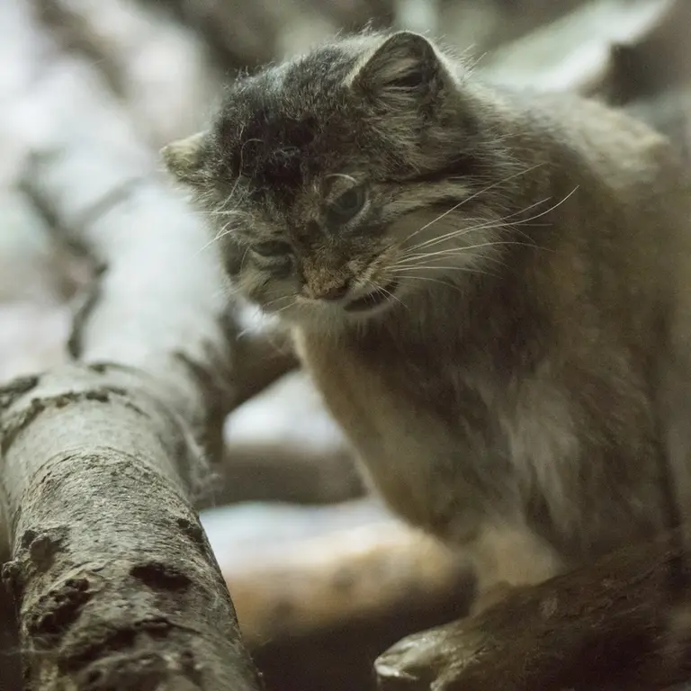 Фотография Примулы в Зоопарке Уено