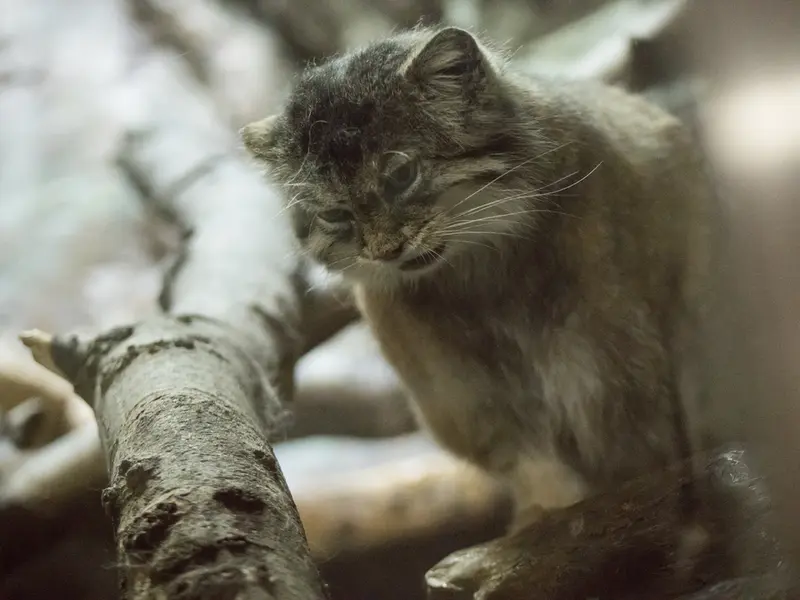 Фотография Примулы в Зоопарке Уено