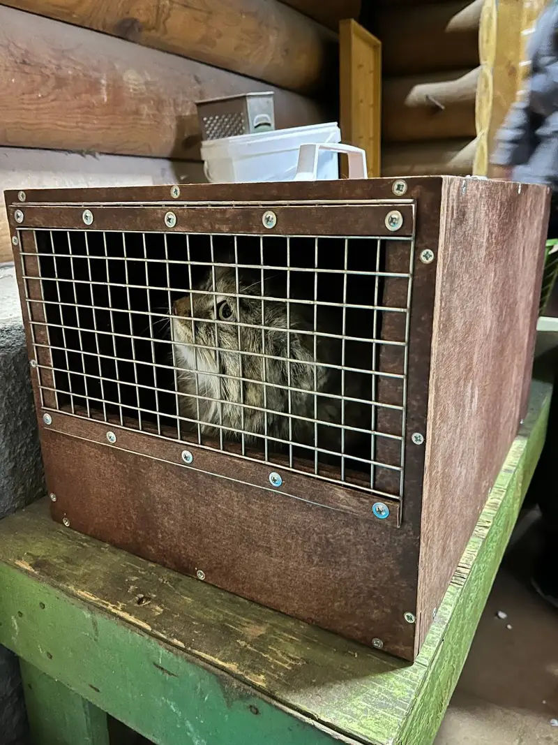 ⚡️ Срочная новость из Ленинградского зоо: Пепе переехала на экспозицию!