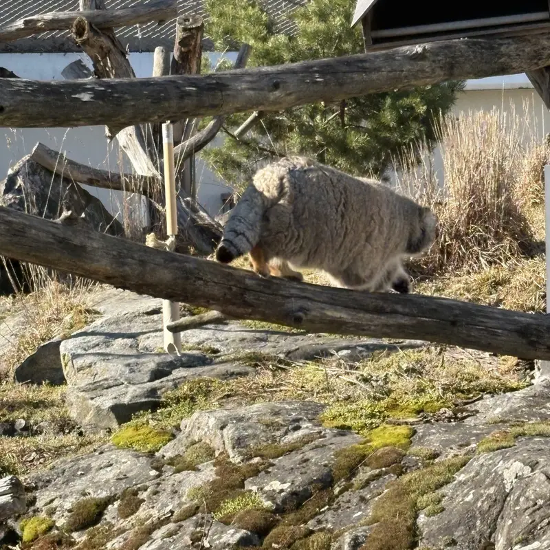 Фотография Мими в Зоопарке Коркеасаари
