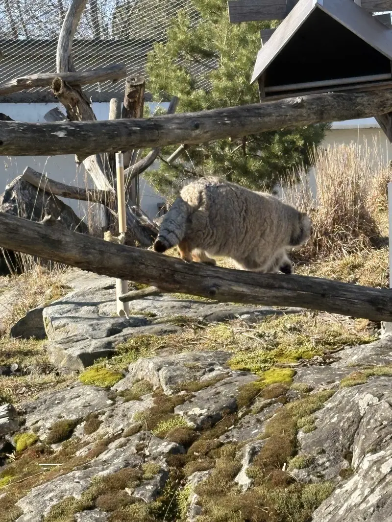Фотография Мими в Зоопарке Коркеасаари