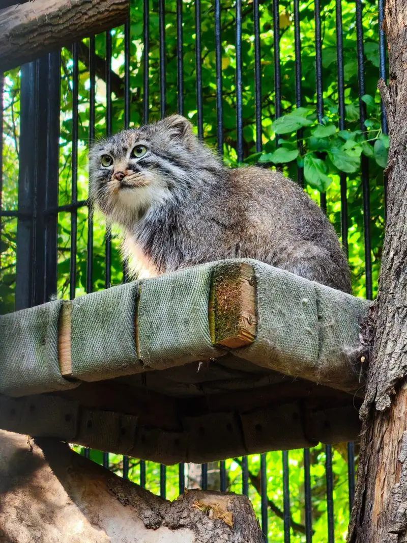 Фотография с манулом в Новосибирском Зоопарке