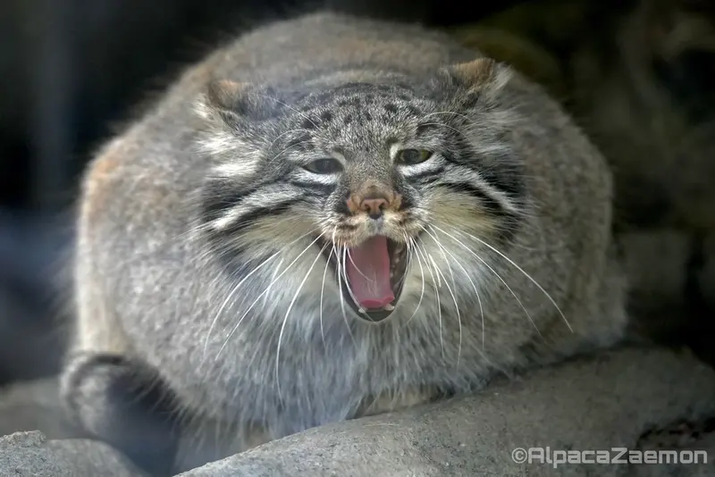 Фотография Мей в Царстве Животных Кобе