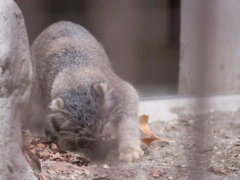 Фотография Фиги в Зоопарке Ногеяме