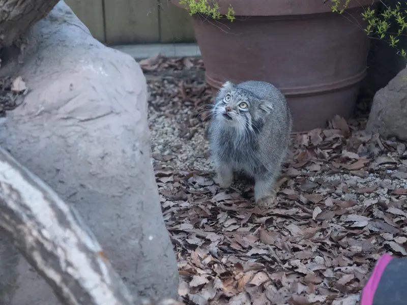 Фотография Ото в Детском зоопарке Сайтама