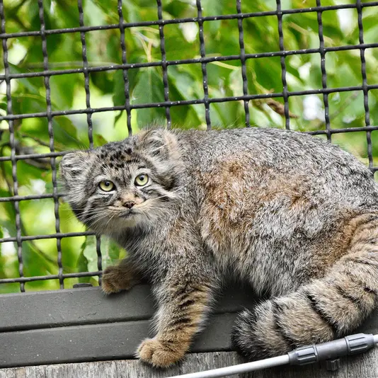 Фотография Мануэлы в Берлинском Зоопарке