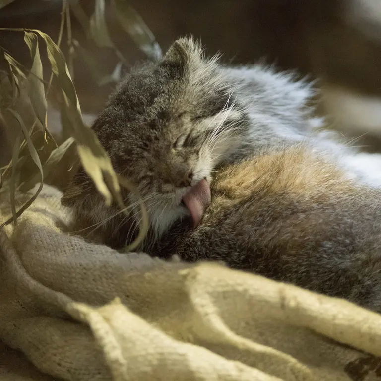 Фотография Клёна в Зоопарке Уено