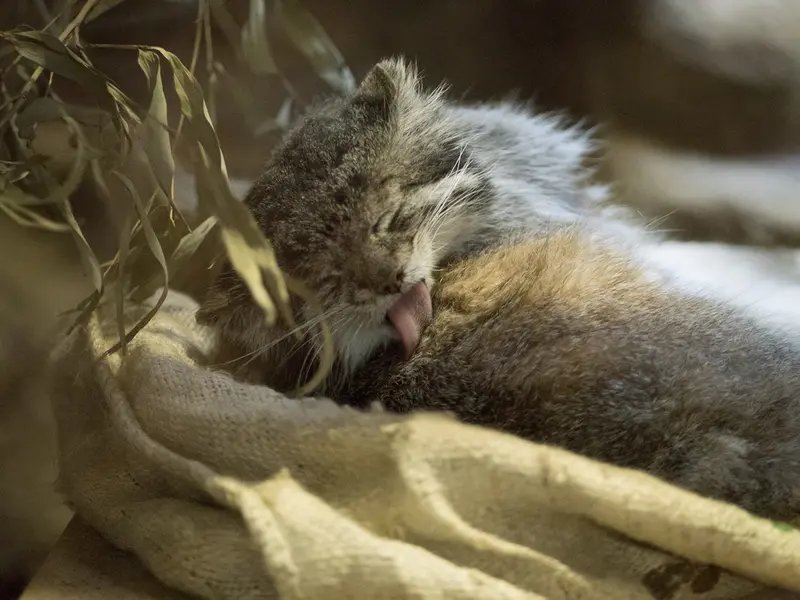 Фотография Клёна в Зоопарке Уено