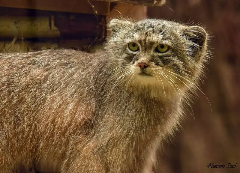 Фотография Нату в Сафари-заповеднике Люминьи