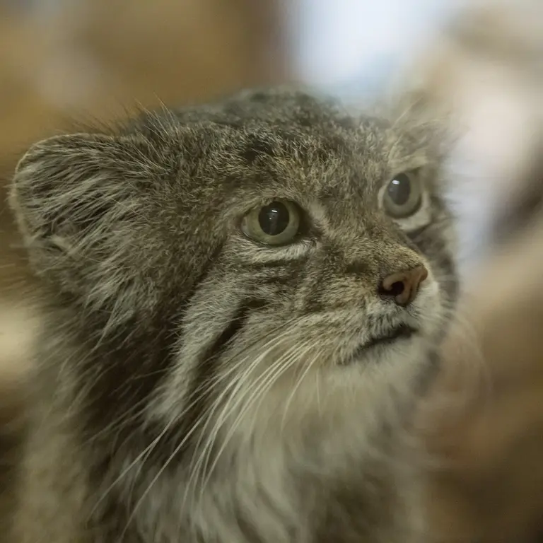 Фотография Клёна в Зоопарке Уено