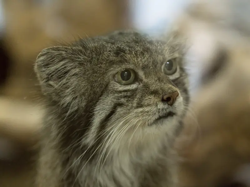 Фотография Клёна в Зоопарке Уено