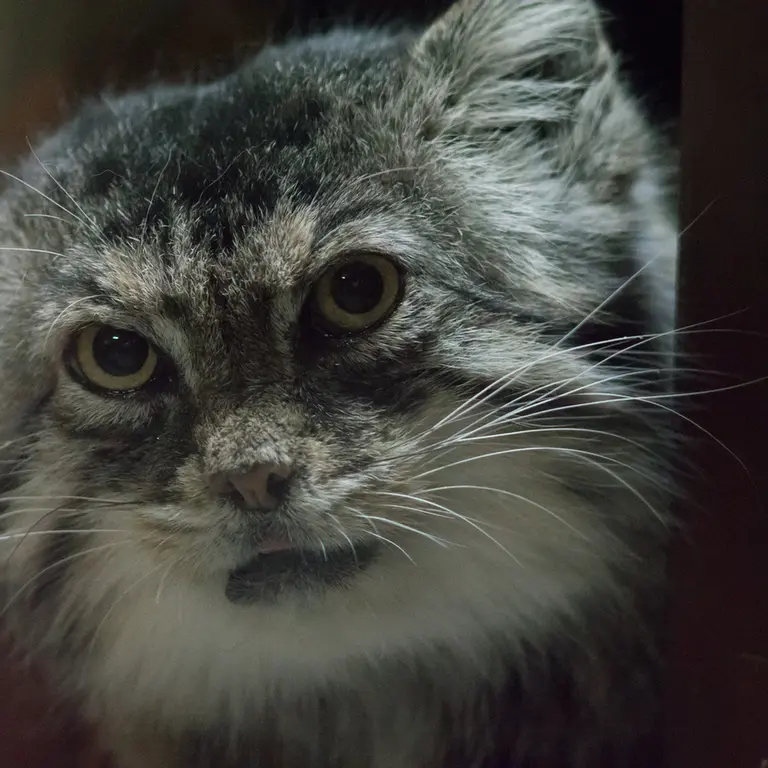 Фотография Примулы в Зоопарке Уено