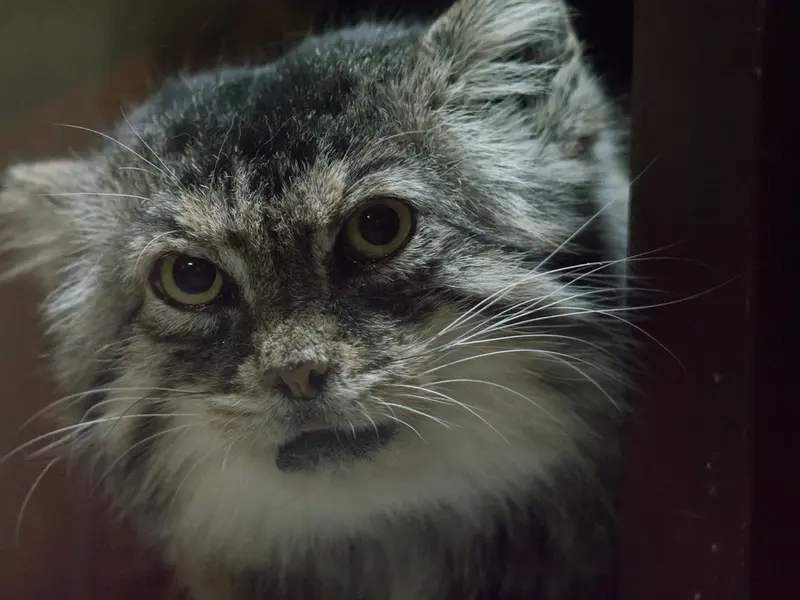 Фотография Примулы в Зоопарке Уено