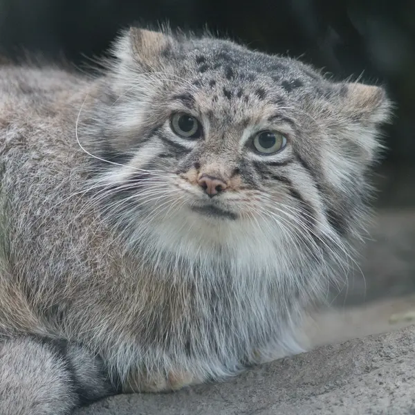 Фотография Аз в Царстве Животных Кобе