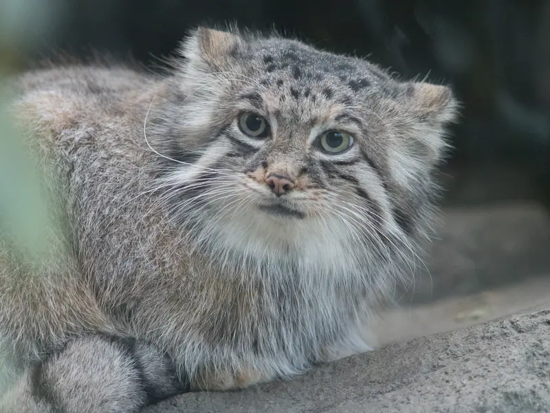 Фотография Аз в Царстве Животных Кобе