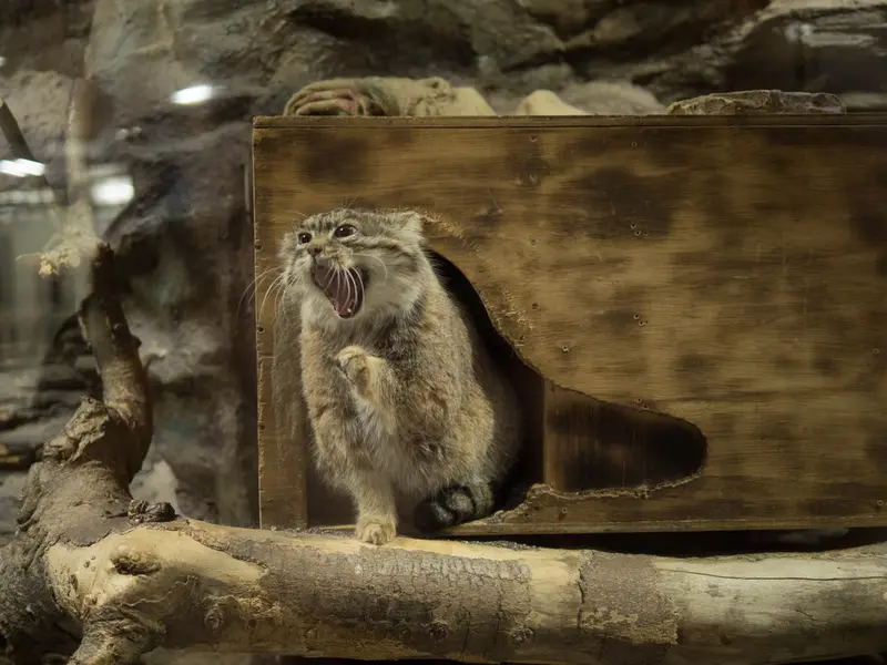 Фотография Примулы в Зоопарке Уено