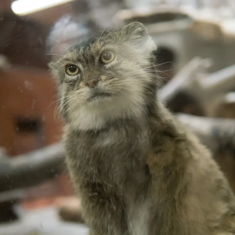 Фотография Примулы в Зоопарке Уено