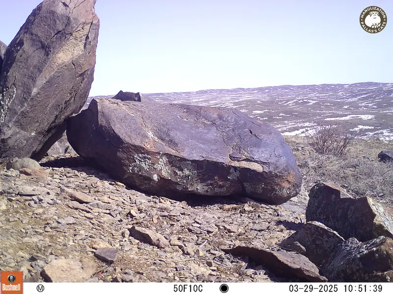 Фотография Казахскаи Пищухи с фотоловушки Кошкар