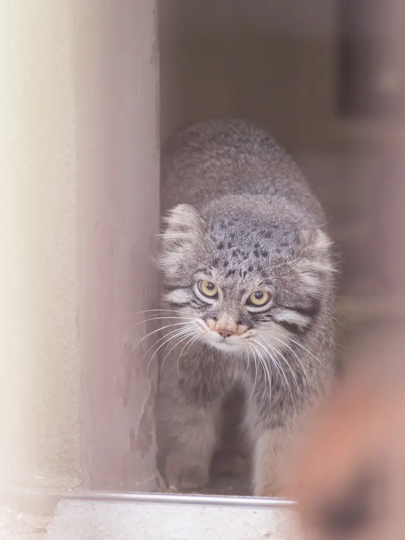 Фотография Фиги в Зоопарке Ногеяме