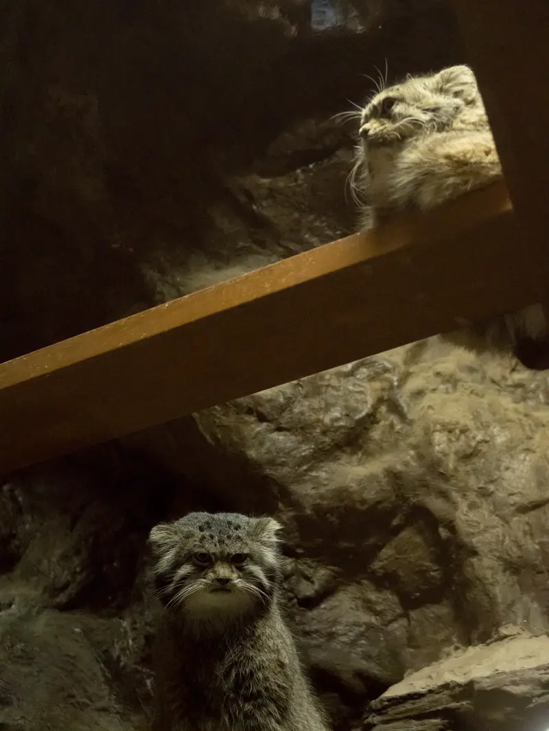 Фотография Примулы и Клёна в Зоопарке Уено