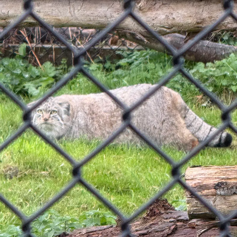 Фотография Хараа в Парке диких животных Порт-Лимпн