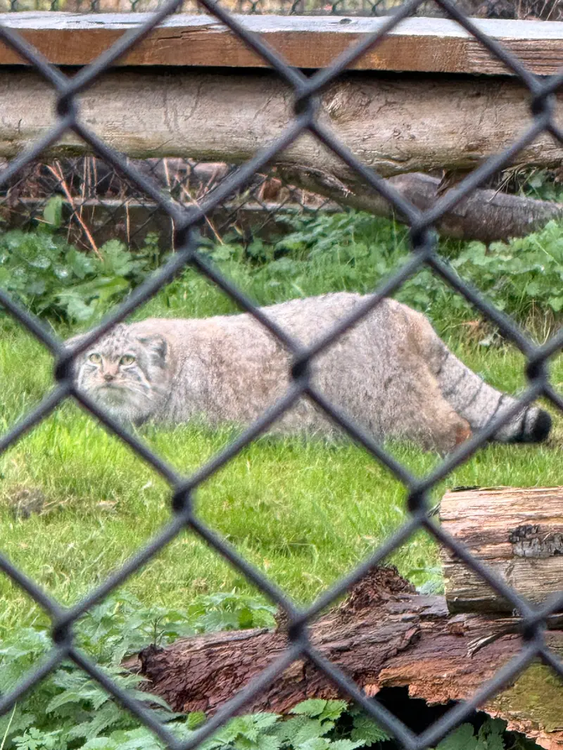 Фотография Хараа в Парке диких животных Порт-Лимпн