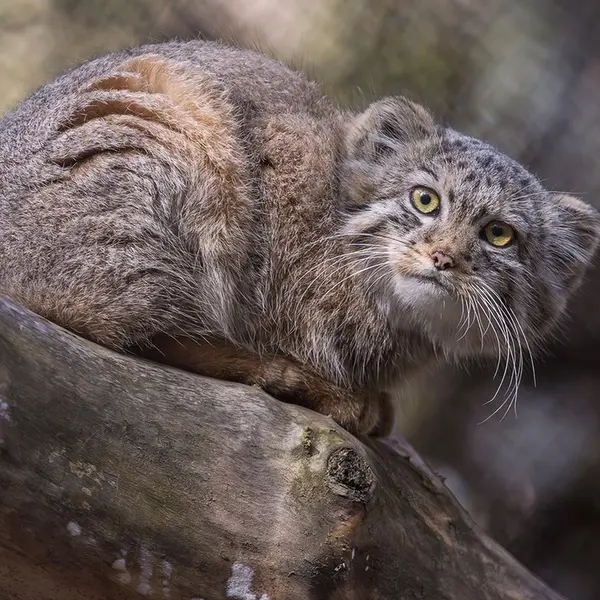 Фотография Лолошки 2024 Г.р. Ⅶ в Новосибирском Зоопарке