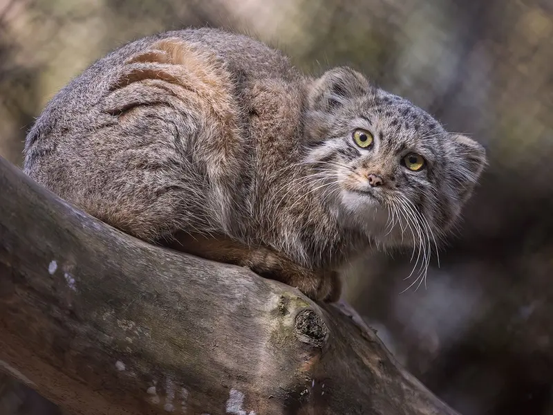 Фотография Лолошки 2024 Г.р. Ⅶ в Новосибирском Зоопарке