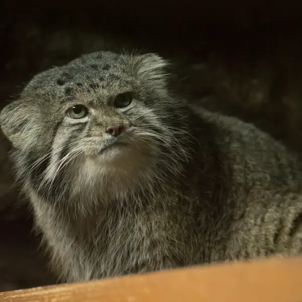 Фотография Клёна в Зоопарке Уено