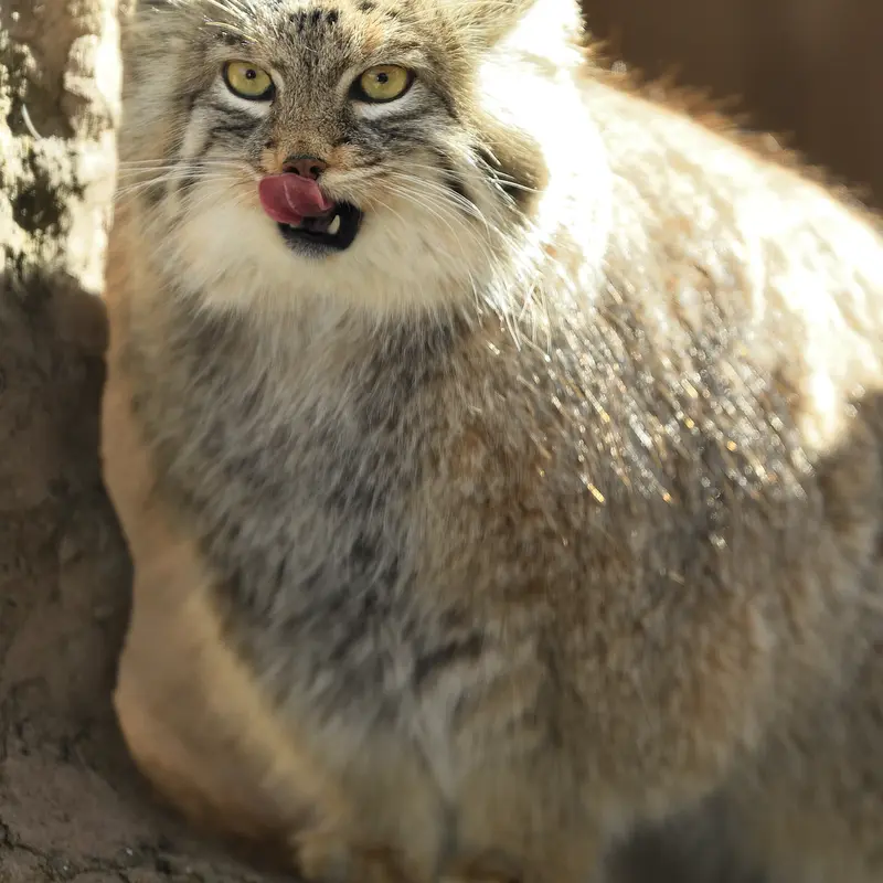 Фотография Оливы в Детском зоопарке Сайтама