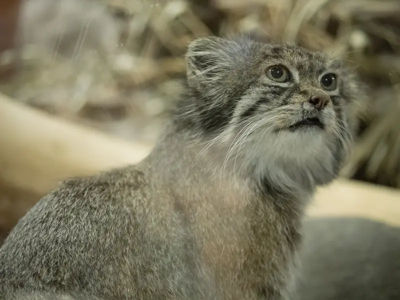 Фотография Клёна в Зоопарке Уено