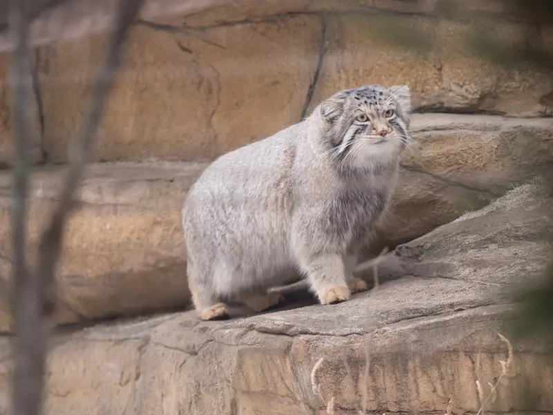 Фотография Нагому в Царстве Животных Насу
