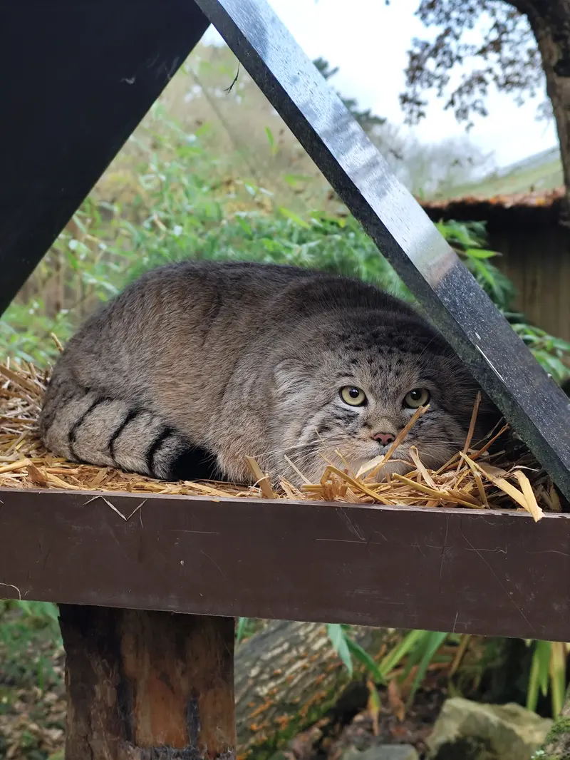 Фотография Алтая в Трегомерском Зоопарке