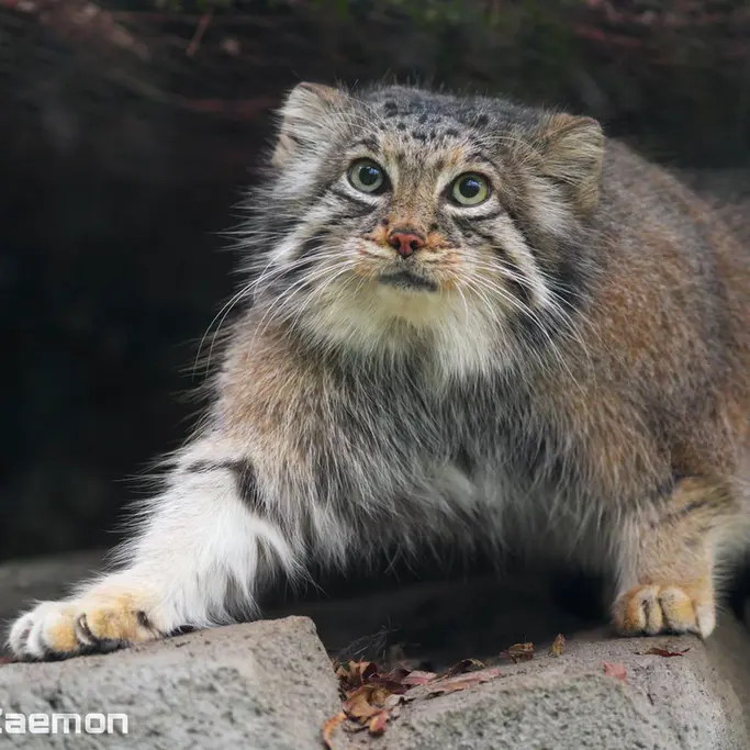 Фотография Аз в Царстве Животных Кобе