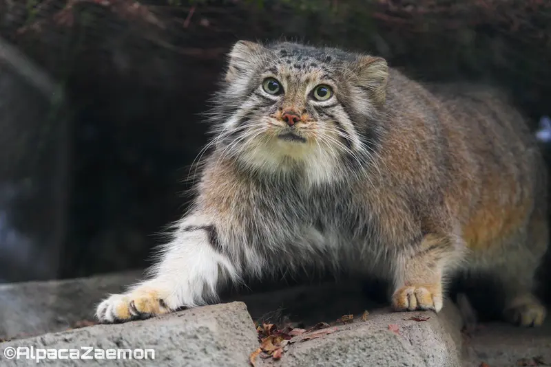 Фотография Аз в Царстве Животных Кобе