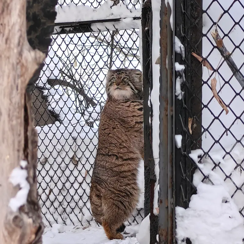 Фотография Ачи в Новосибирском Зоопарке