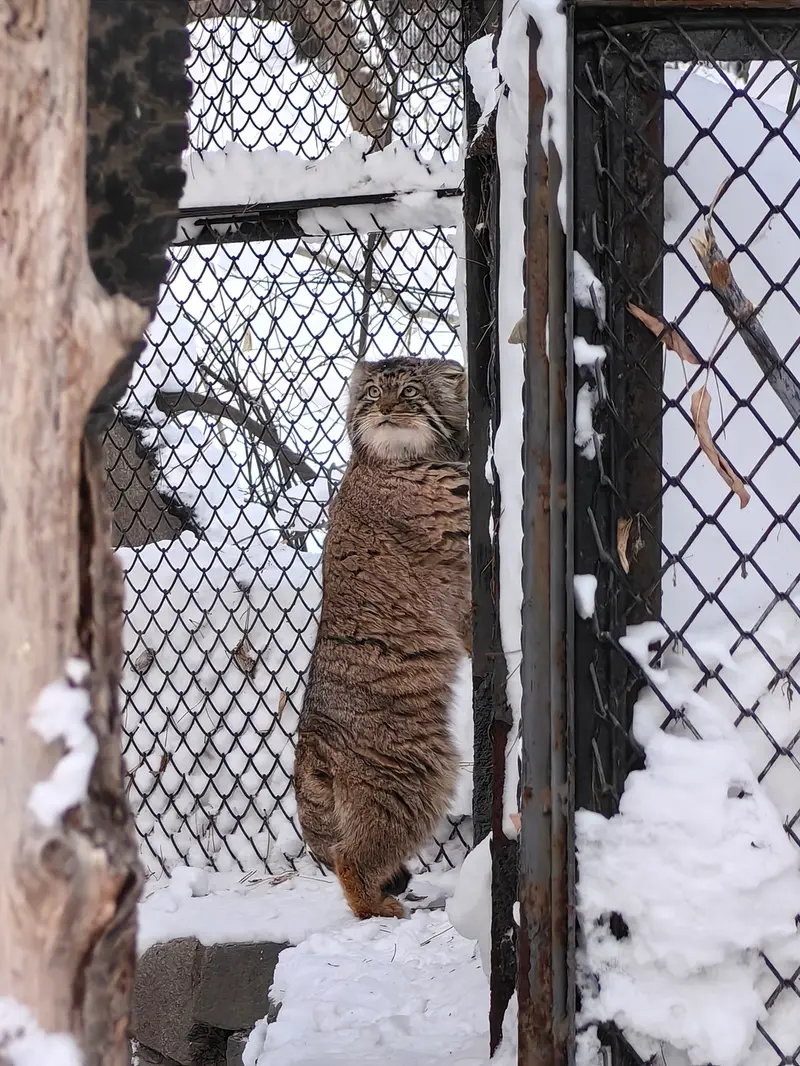 Фотография Ачи в Новосибирском Зоопарке
