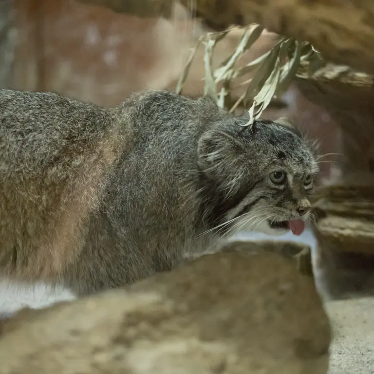 Фотография Клёна в Зоопарке Уено