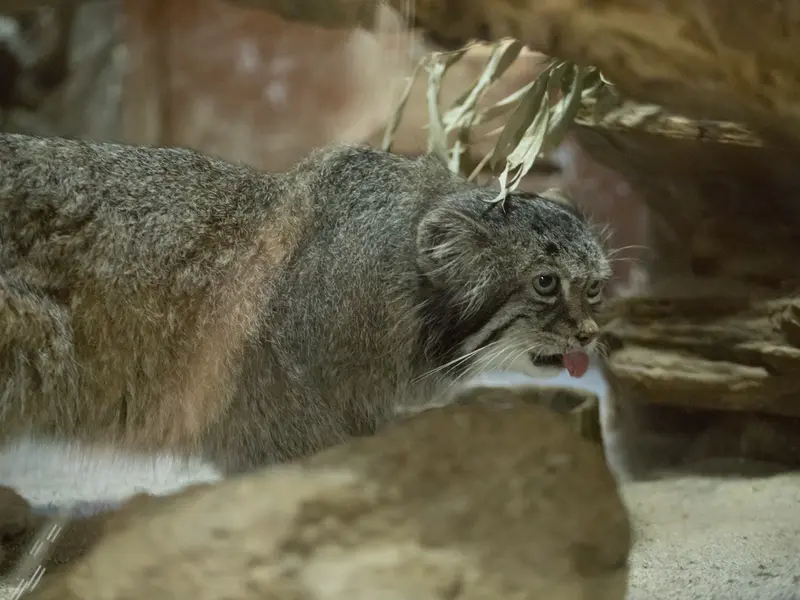 Фотография Клёна в Зоопарке Уено