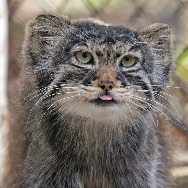 Фотография Хвостика в Новосибирском Зоопарке