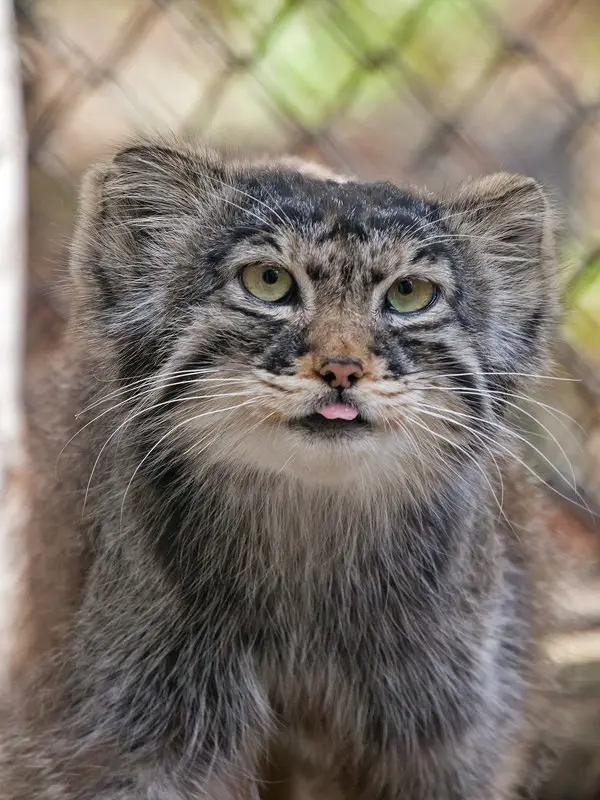 Фотография Хвостика в Новосибирском Зоопарке